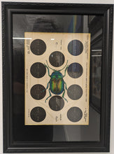 Frances Anderson Artworks